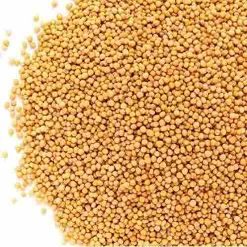 Healthy and Natural Yellow Mustard Seeds