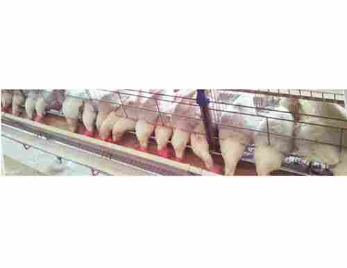 Poultry Ordinary Battery Cages