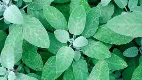 Fresh Sage Leaves (Salvia Officinalis)