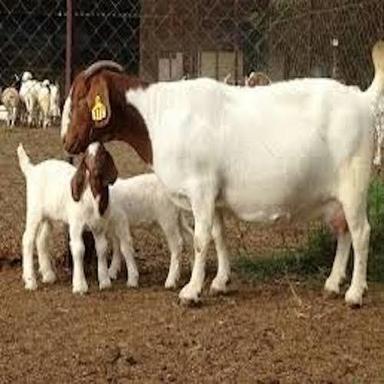 Brown & White Healthy Live Boer Goats