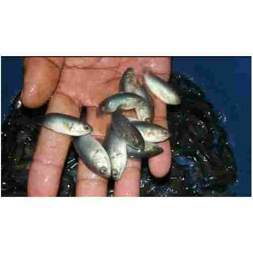 Indian Origin Fish Seed