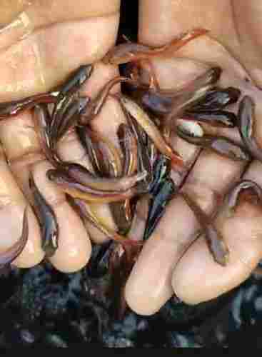 Murrel Fish seeds 3 Inch