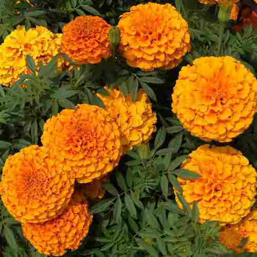 Healthy and Natural Fresh Marigold Flowers