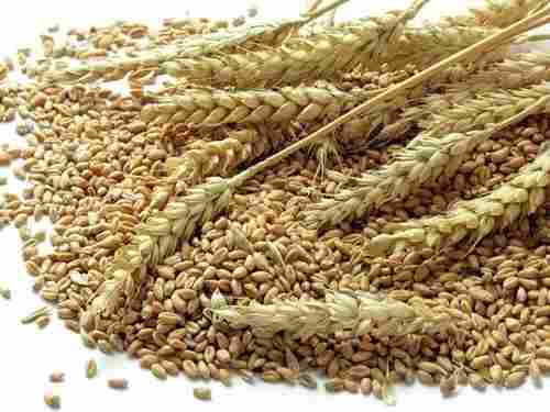Indian Origin Wheat Seeds
