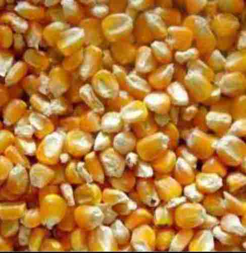 Animal Feed Yellow Maize 
