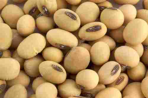 Rich Protein Soybean Seeds