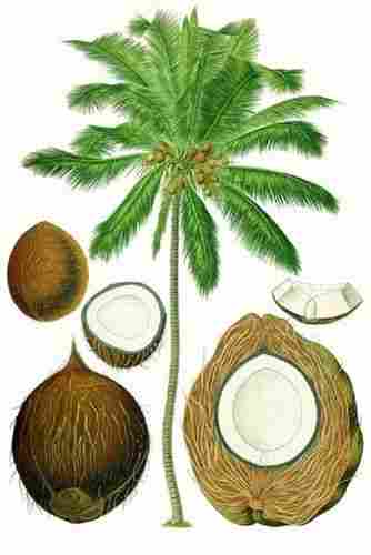 Coconut Products Testing Services