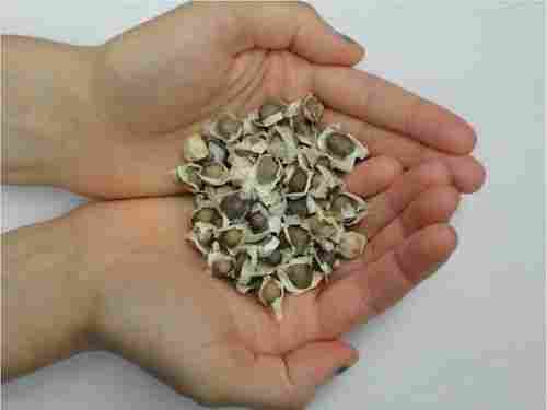 Herbal Organic Moringa Seeds