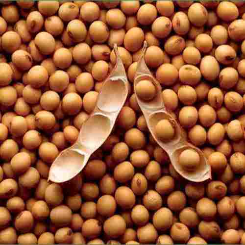 Herbal Organic Soybean Seeds