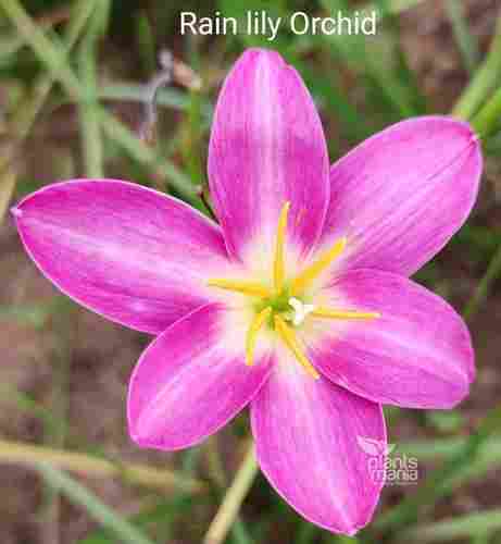 Rain Lily Orchid Flower (Single Petal)