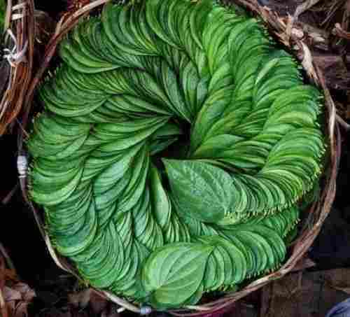 Green Betel Leaf Oil