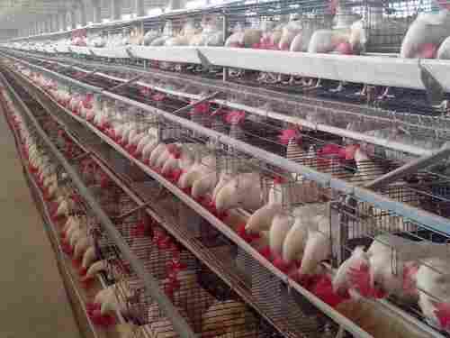 Chicken Poultry Farming