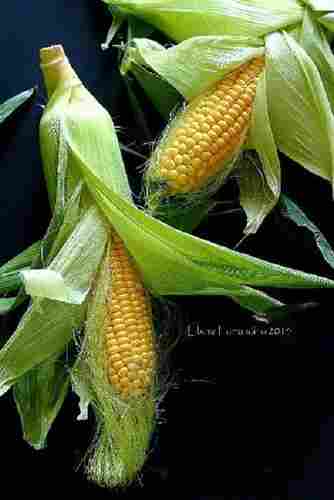 Organic Farm Fresh Corn