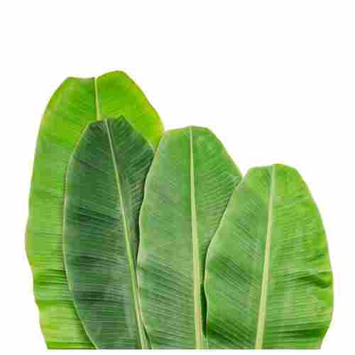 Banana Leaf (Green Color)