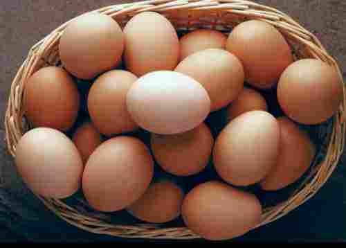 High Protein Chicken Eggs 