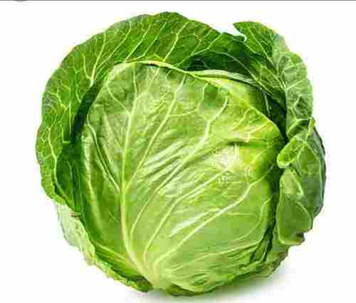 Green Organic Cabbage for Cooking