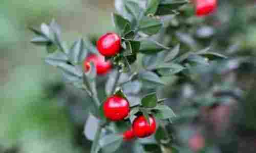 Natural Herbal Butchers Broom Plant Extract
