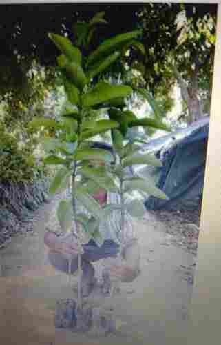 3-4 Feet Gavava Plant