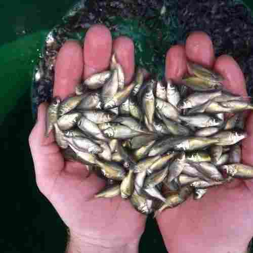 Drop Fish Seeds For Farming