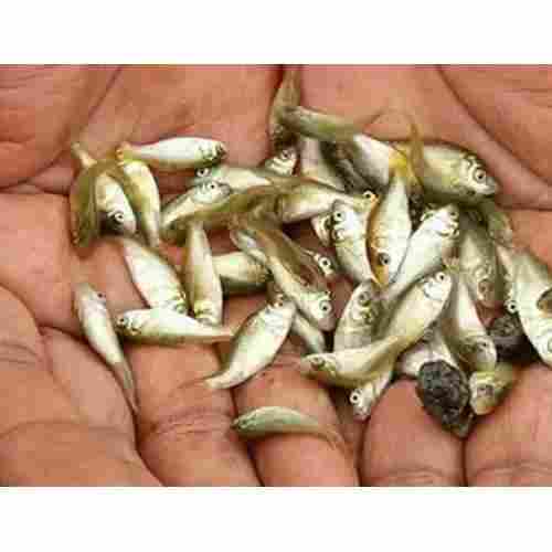 Pure Breed Katla Fish Seeds