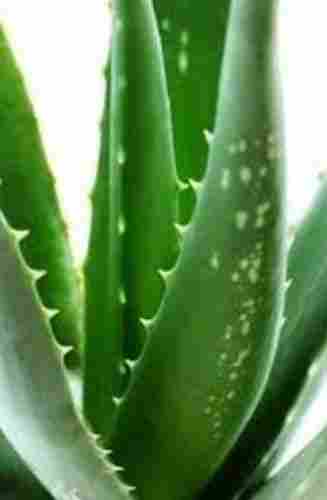 Herbal Aloe Vera Indica Extract