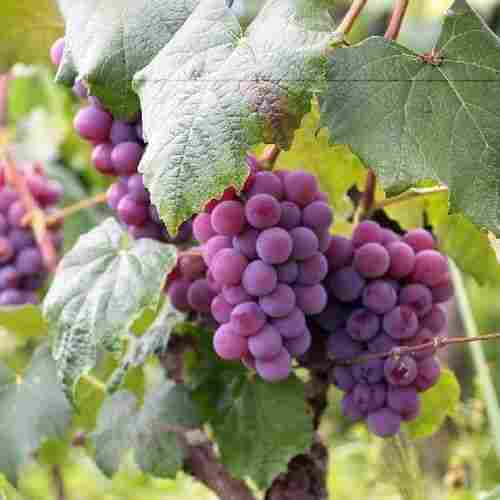 Healthy and Natural Organic Fresh Red Grapes