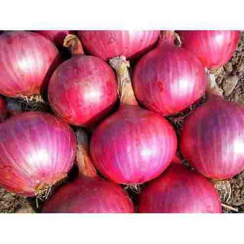 Fresh Red Nashik Onion