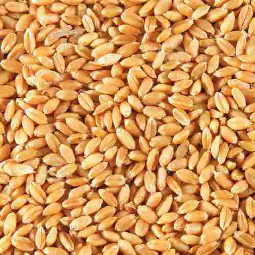 Fresh Wheat Seeds for Food