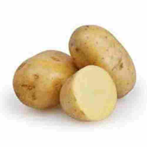 Indian Origin Fresh Potato