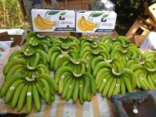 Healthy and Natural Fresh Green Banana