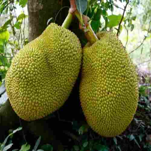 Healthy and Natural Organic Fresh Green Jackfruit