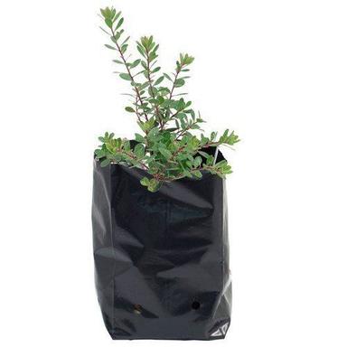 Black Lldpe Plastic Planter Bag Dimensions: 30X30 Inch (In)