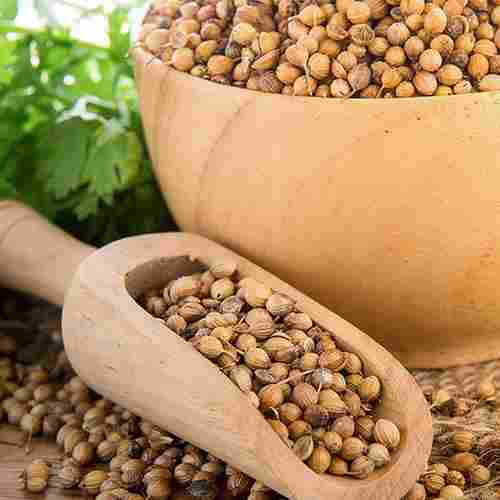 Healthy and Natural Organic Dried Coriander Seeds