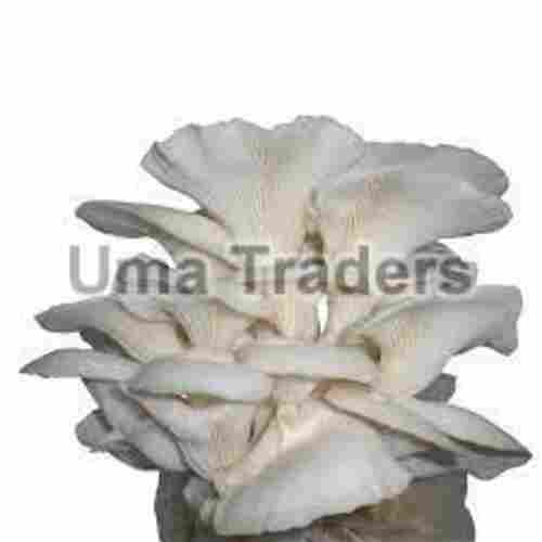 Fresh Oyster Mushroom for Cooking