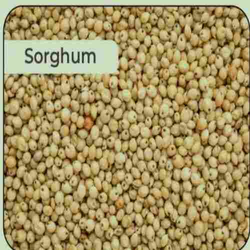 Healthy and Natural Dried Sorghum Seeds