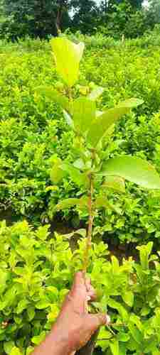 Taiwan Pink Plant (Guava Plant)