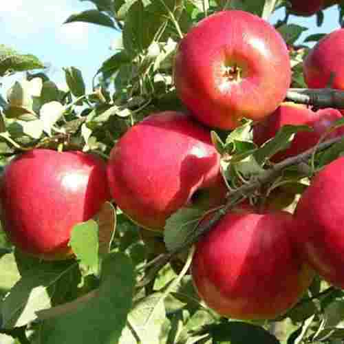 Healthy and Natural Organic Fresh Red Apple