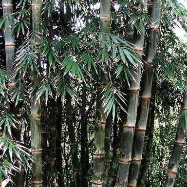 High Grade Bamboo Seeds