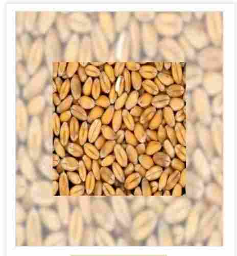 High Protein Wheat Seeds