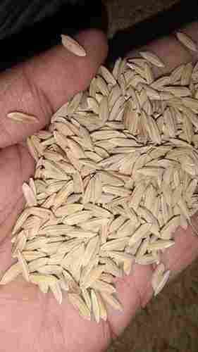 Agriculture Natural Paddy Seeds