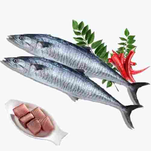Fresh Seer Fish/ Vanjaram with Gross Weight 400gm