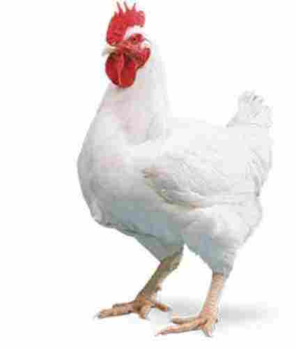 White Color Boiler Breed Hen