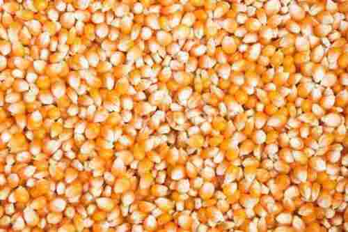 Organic And Healthy Maize Seeds