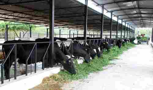 Dairy Farming Service