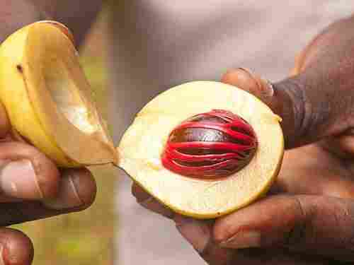 Organic Good Quality Dried Nutmeg