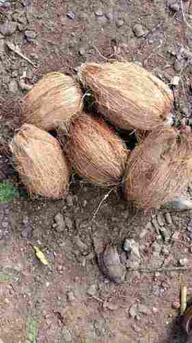Indian Origin Semi Husked Coconut