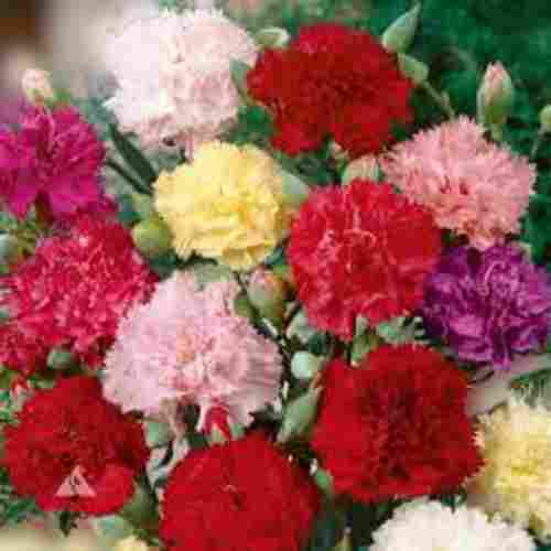 Organic And Natural Multicolor Attractive Indian Fresh Carnation Flowers