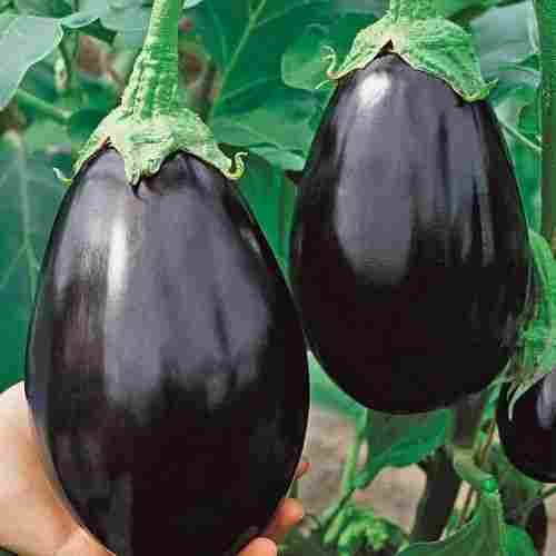 Organically Produced And Naturally Shining Fresh Clean Violet Color Bharta Brinjal