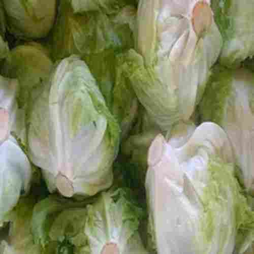 APEDA Certified Healthy and Natural Fresh Green Cabbage packed in PP Bag