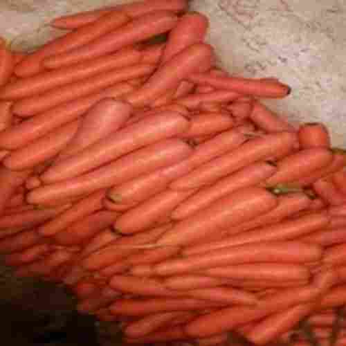 Natural and Healthy Organic Red Fresh Carrots Packed in PP Bag
